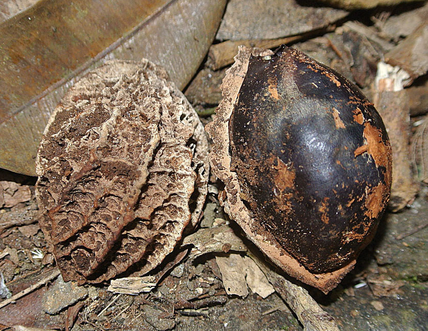 メッテニウサ目